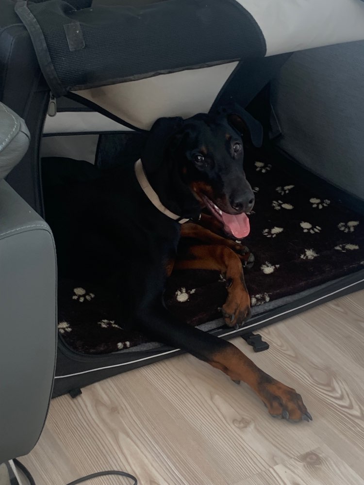 Hundetreffen-Spielrunden für robustere und wilde Hunde-Profilbild