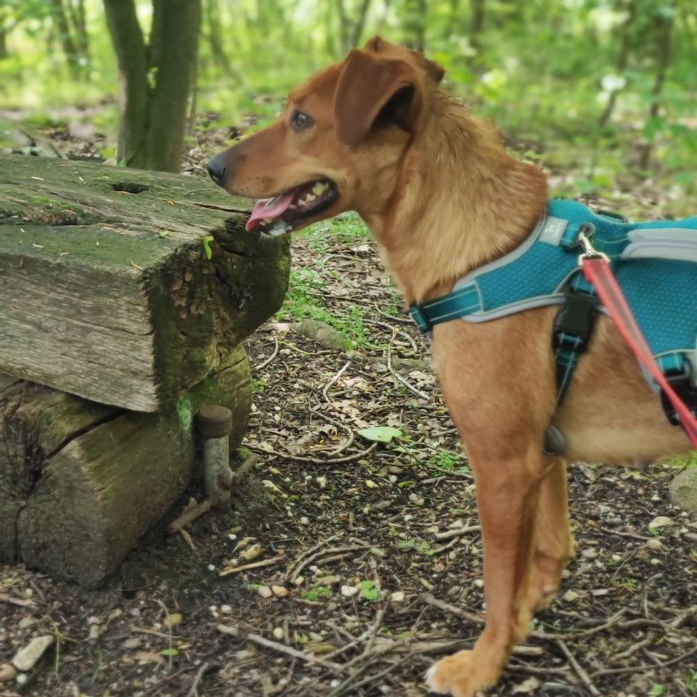 Hundetreffen-Spielen in Niederaussem und naher Umgebung-Profilbild