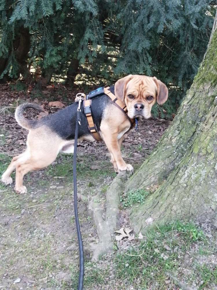Buddy, Beagle x Mops, 3 Jahre