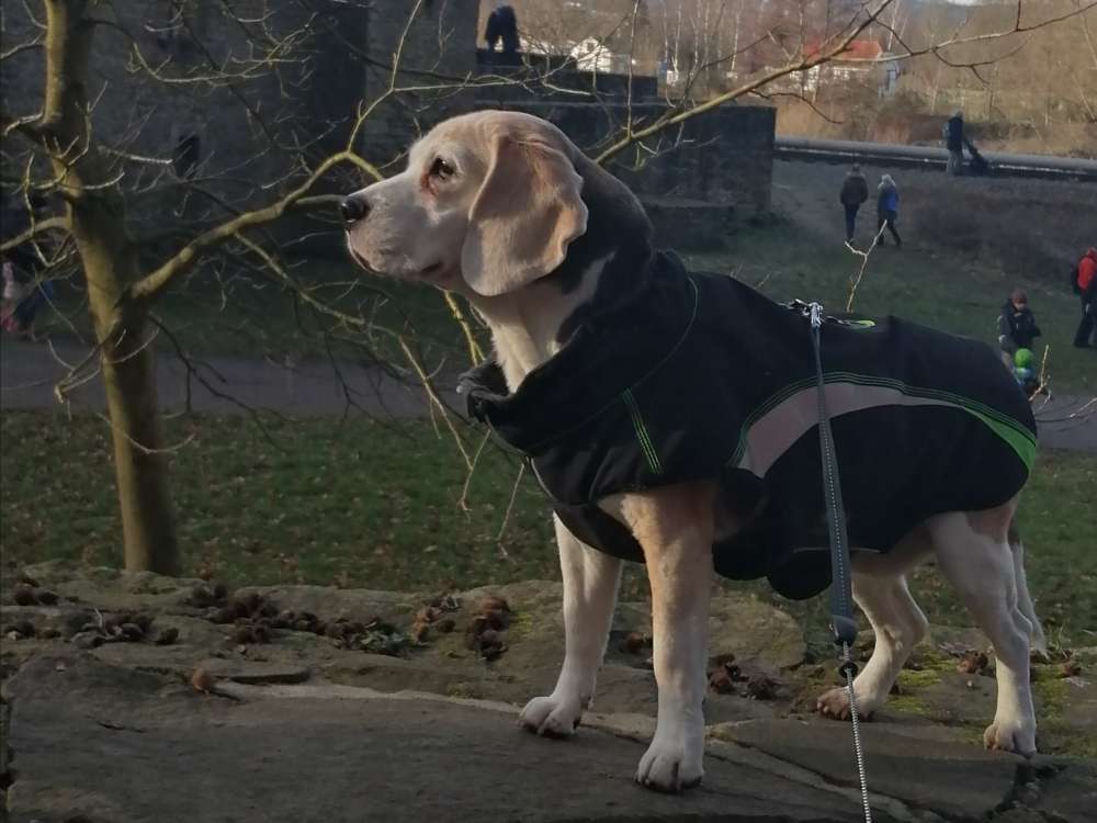 Daisy ( 23.06.2006 bis 21.10.2021)Beagle.reinrassig, sie war ein klasse Hund