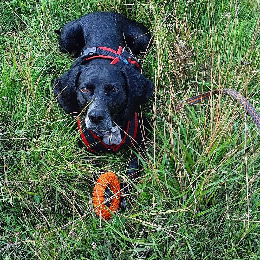 Hundetreffen-Spaziergänge an der Leine - jagdfreudige Hunde-Profilbild