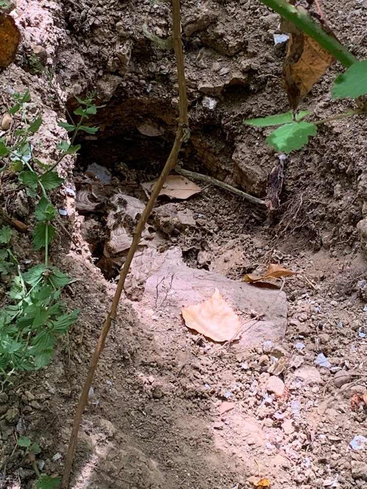 Giftköder-Erdwespennest-Profilbild