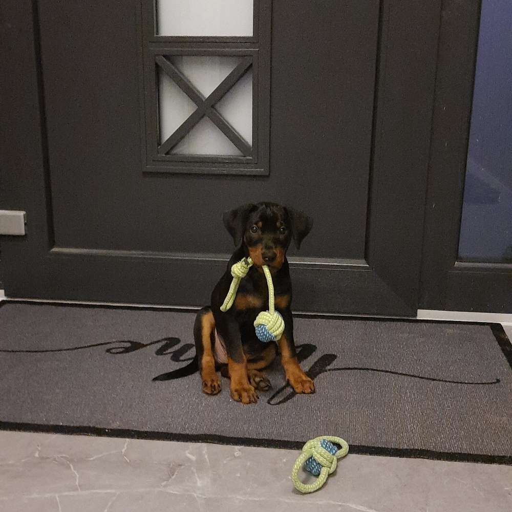 Hundetreffen-Gassirunde / Spielgruppe-Profilbild