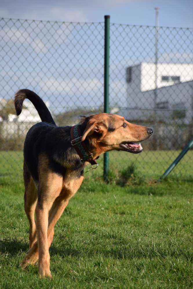 Hundetreffen-Social Walk-Profilbild