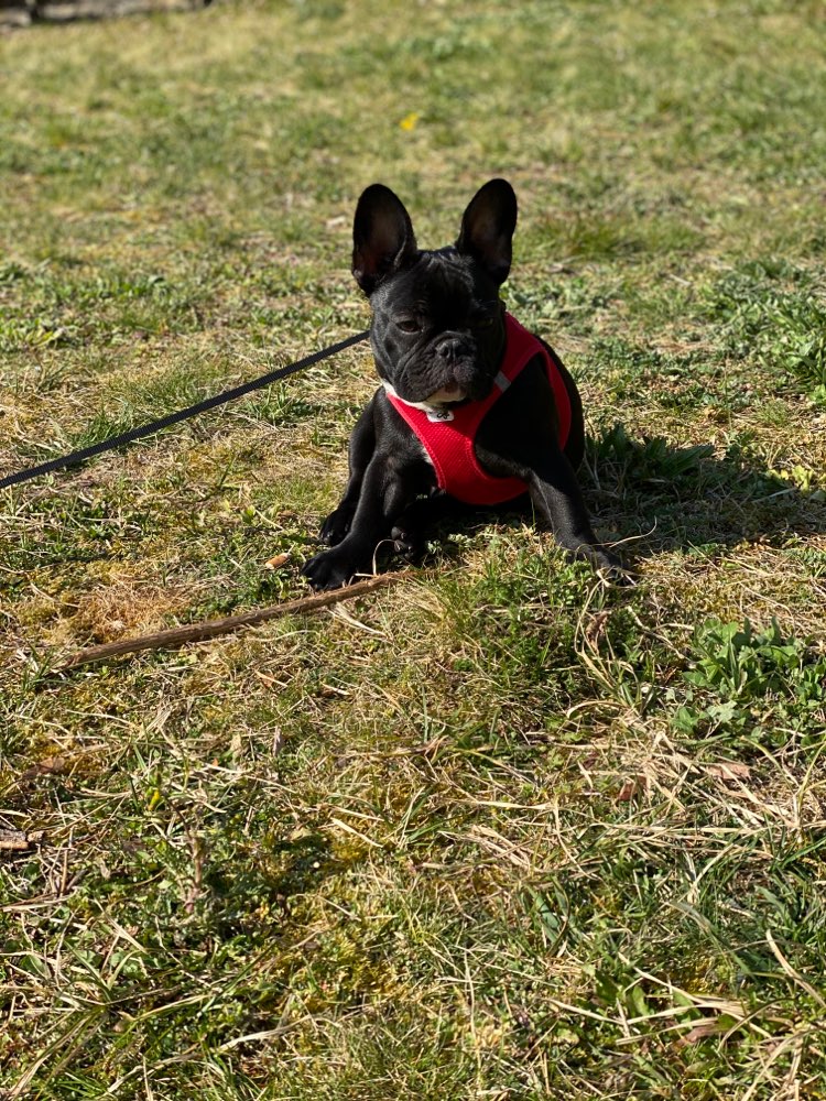 Hundetreffen-Gassi & Spielfreund gesucht-Profilbild