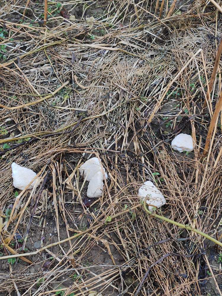 Giftköder-Cordon bleu am Wegrand-Profilbild