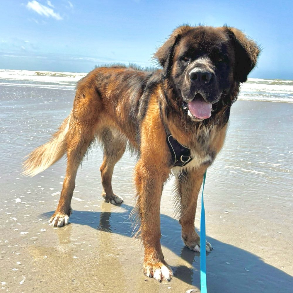 Hundetreffen-Gassi und Freispielpartner 🐾-Profilbild