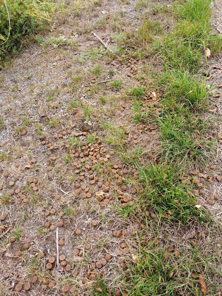 Giftköder-Futter ausgestreut-Profilbild