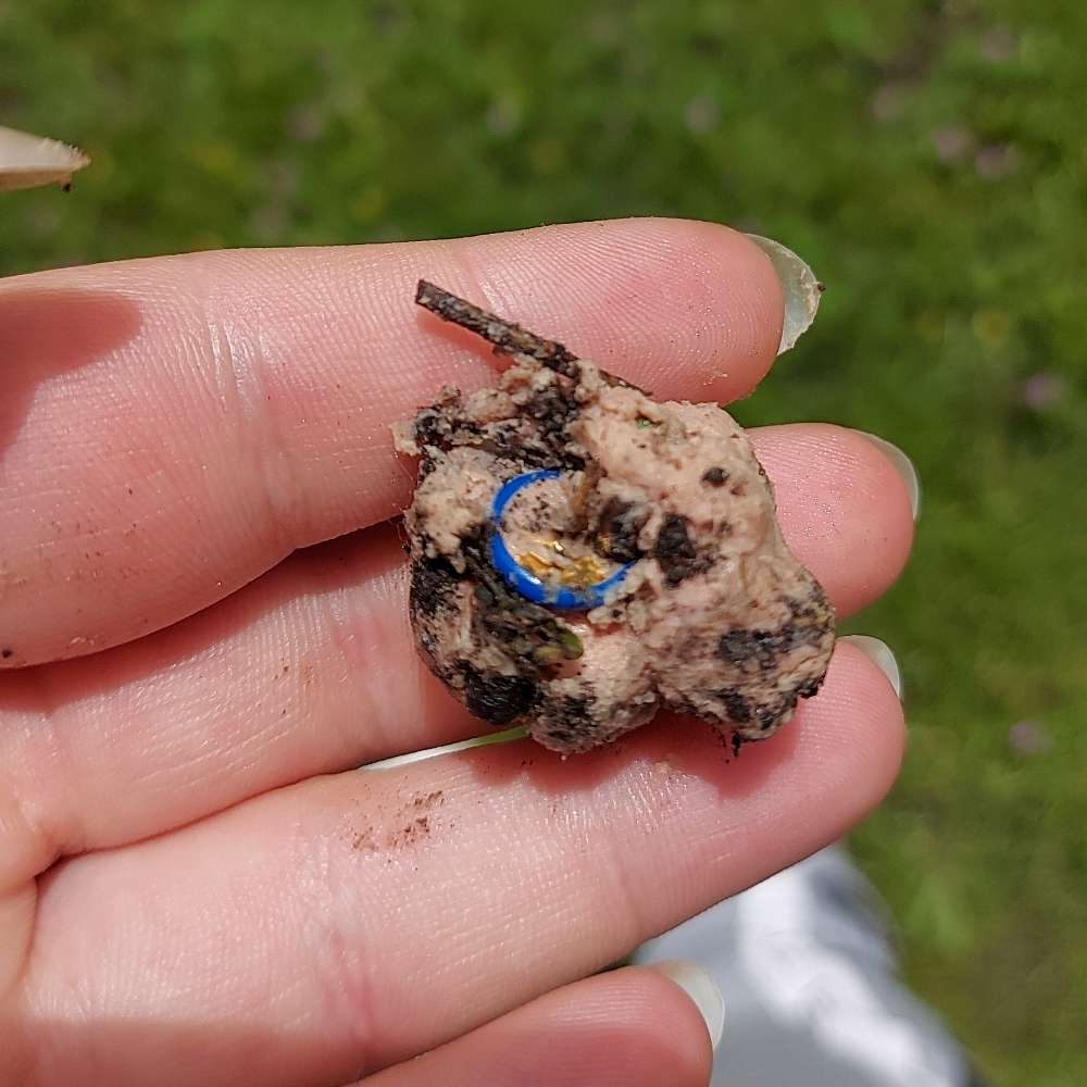 Giftköder-Giftköder mit Reißzwecken-Profilbild