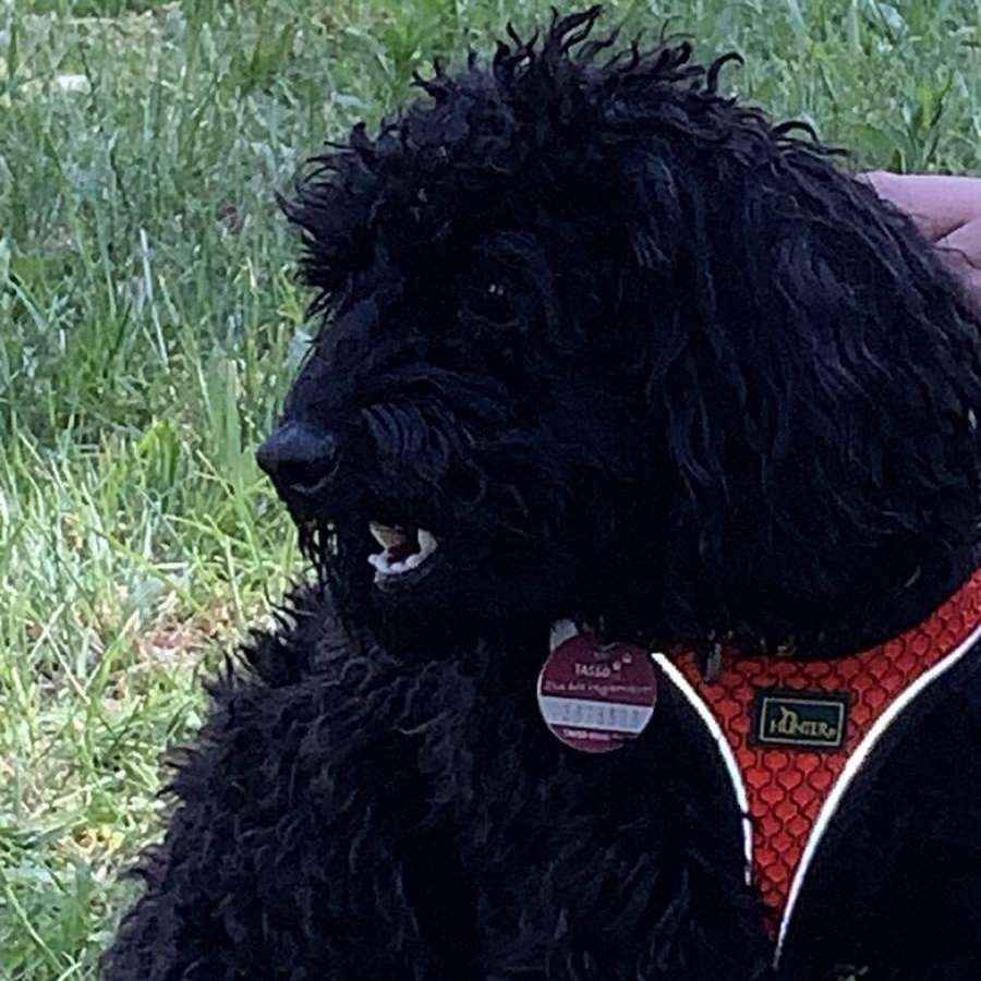 Hundetreffen-Zwergpudel sucht Freunde-Profilbild