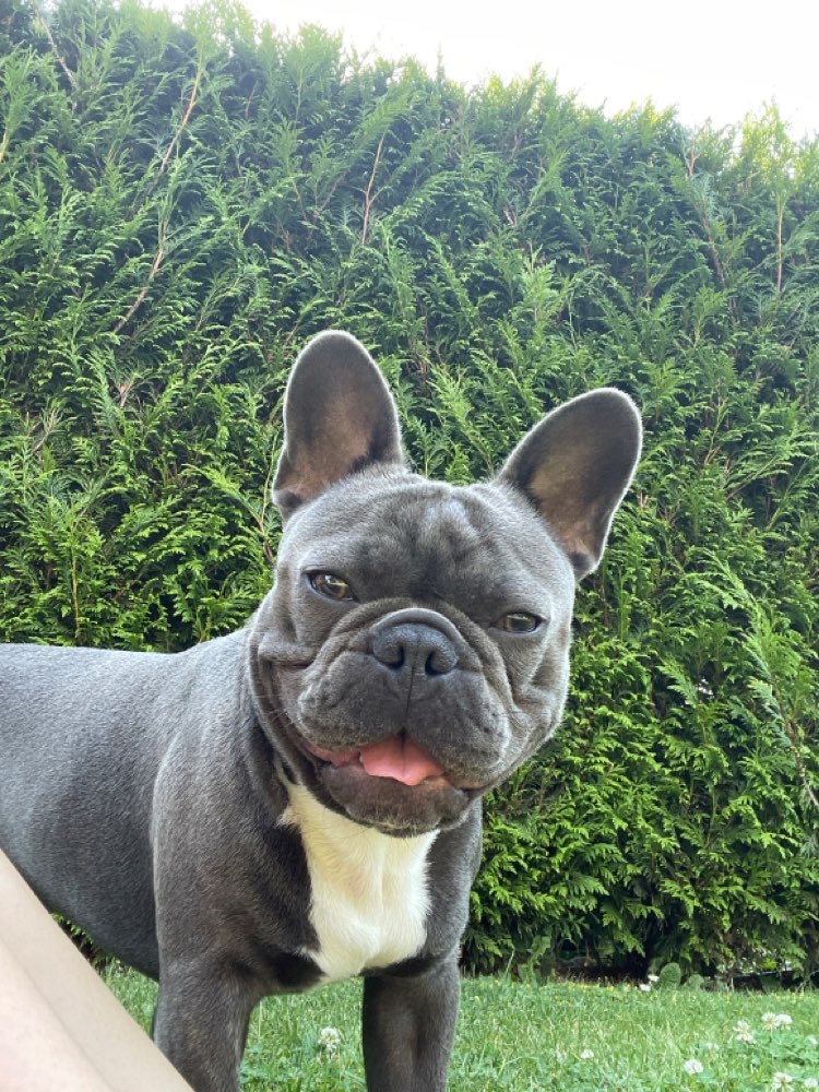 Hundetreffen-Spielrunde-Profilbild