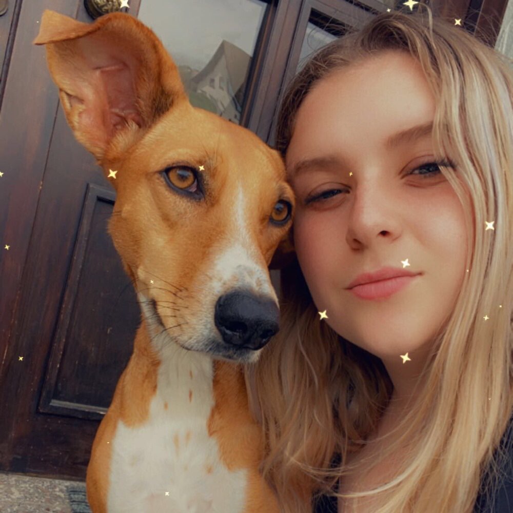 Hundetreffen-Spieletreff, Gassirunde in Ober-Ingelheim-Profilbild