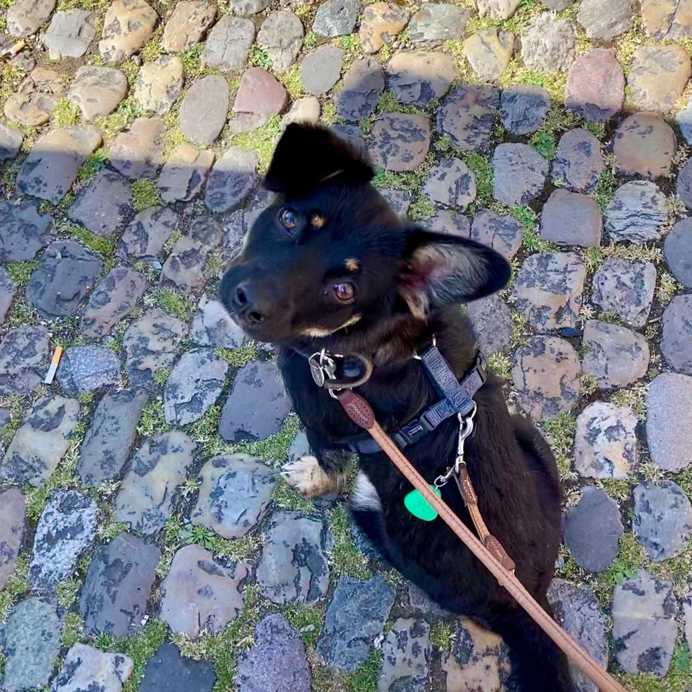 Hundetreffen-Social walks & training-Profilbild
