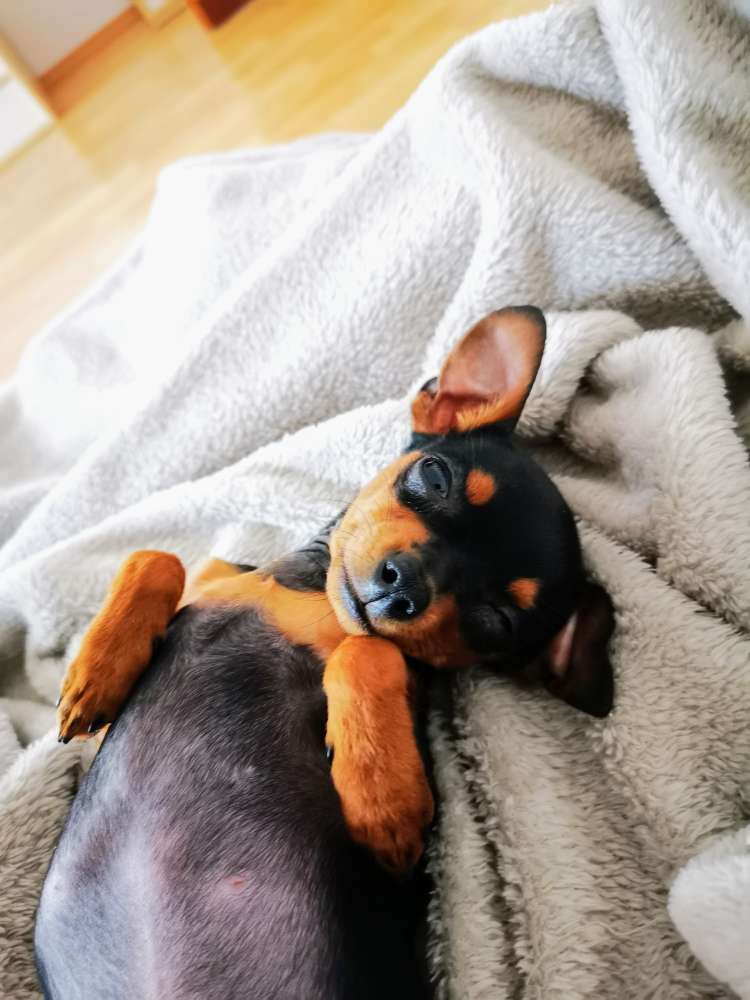 Hundetreffen-Welpentreff Hofen für Mini Hunde bis 5kg-Profilbild