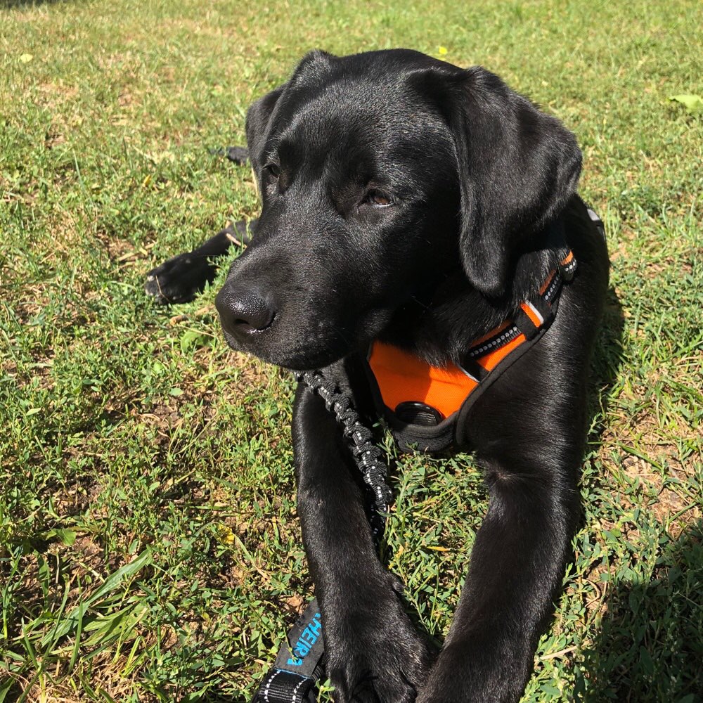 Hundetreffen-Suche Spielpartner-Profilbild