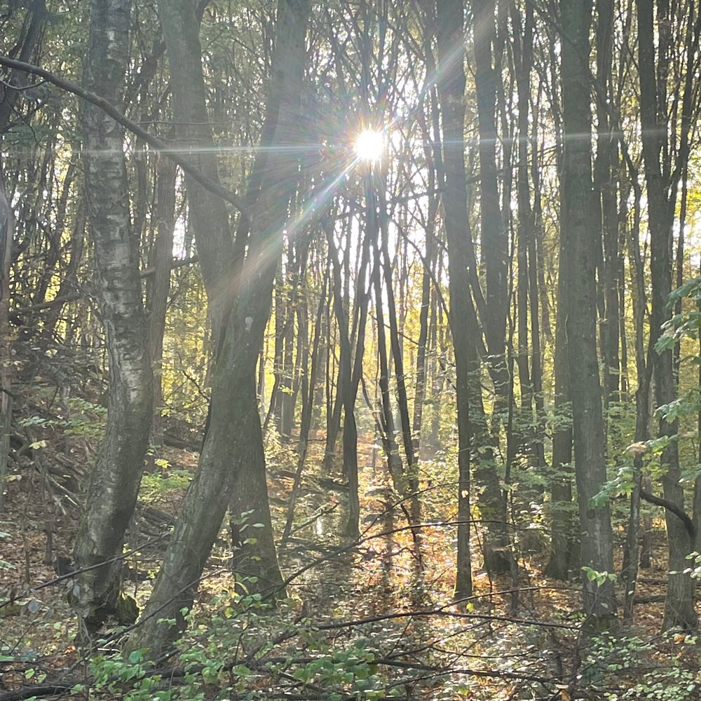 Hundetreffen-Gemeinsames Spazieren gehen-Profilbild