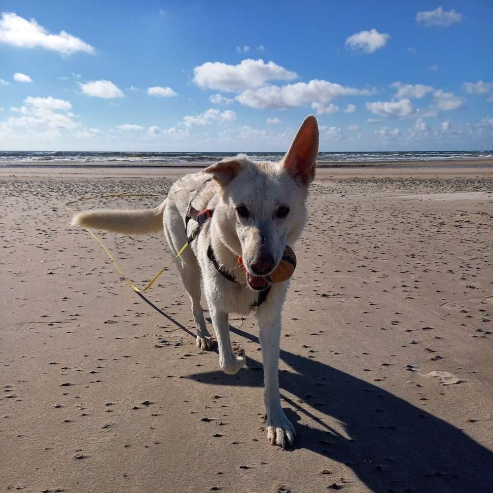 Hundetreffen-Gassi Runde-Profilbild