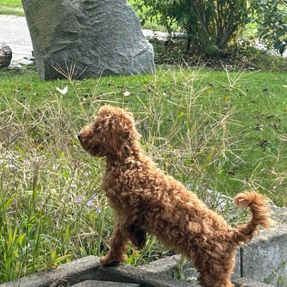 Hundetreffen-Gassi Runde 🐾-Profilbild