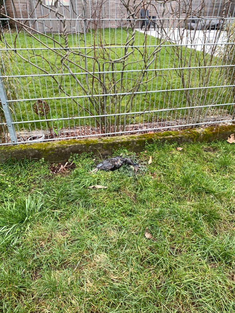 Giftköder-Totes Tier-Profilbild