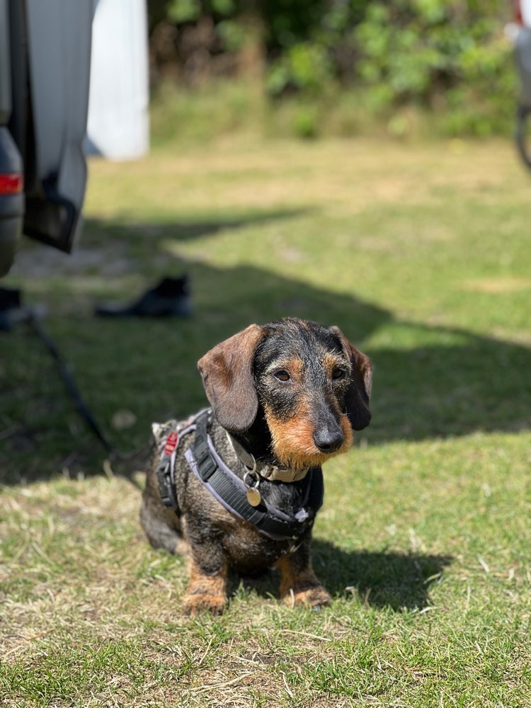 Hundetreffen-Spiel- oder Gassirunde für Dackel-Profilbild