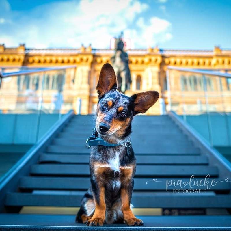 Hundetreffen-Trainingstreff-Profilbild