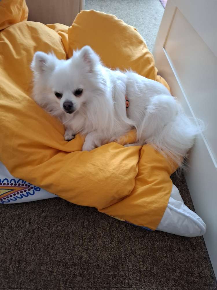 Hundetreffen-Treffen zum spielen-Profilbild