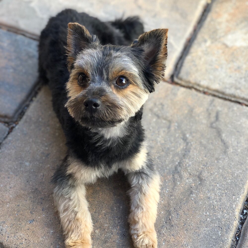 Hundetreffen-Social Walk mit meiner Angstnase 🐶🥰-Profilbild