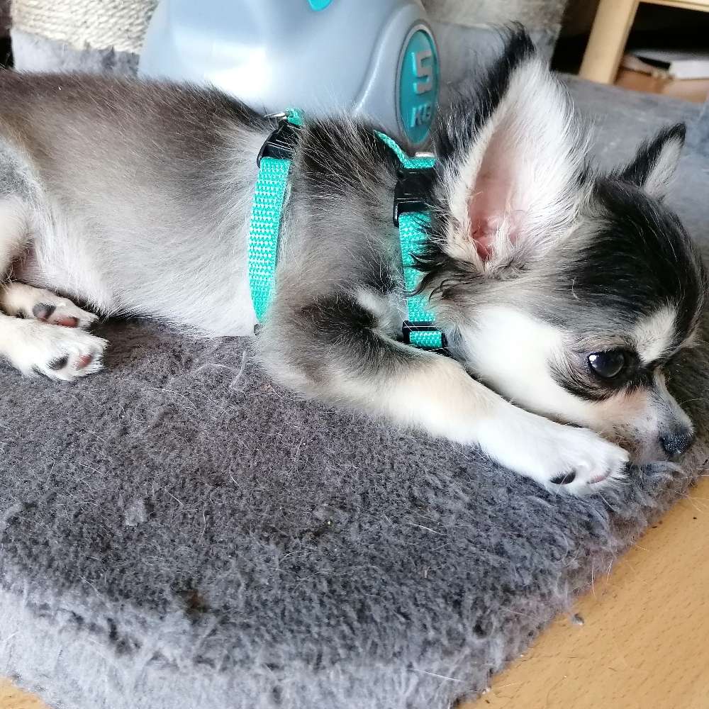 Hundetreffen-Kleine Hunde-Profilbild