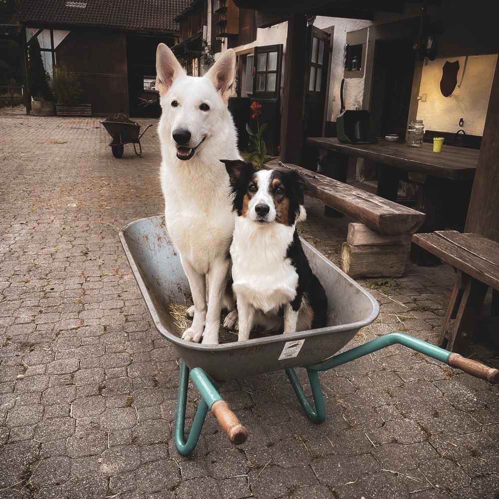 Hundetreffen-Sozial Walk/ Gassirunde-Profilbild