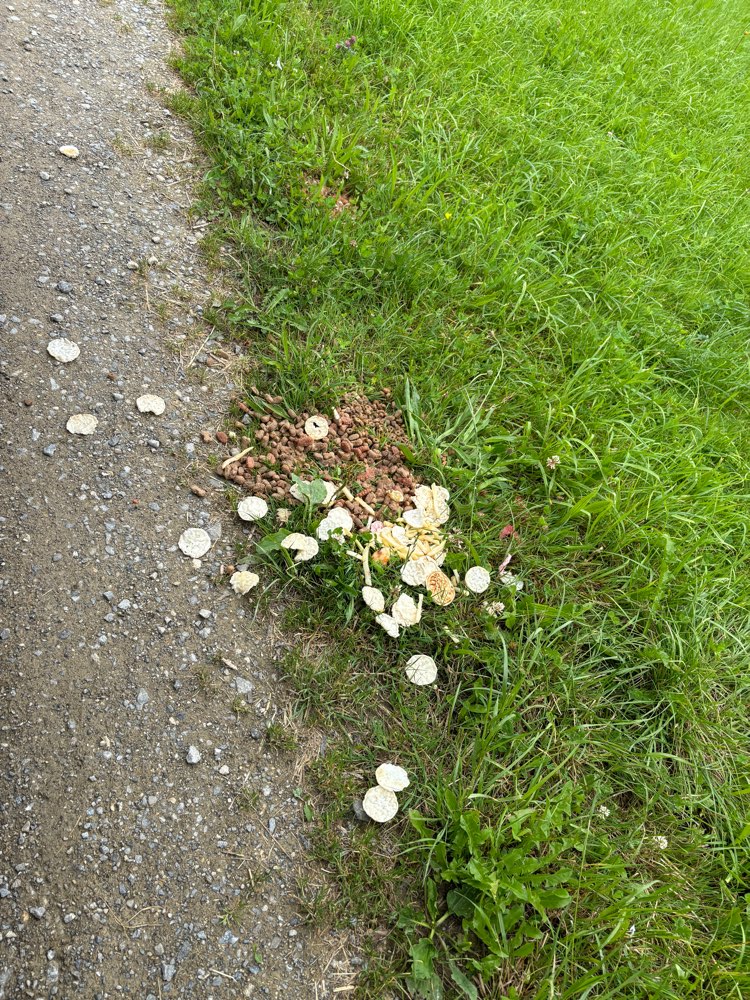 Giftköder-Giftköder-Profilbild