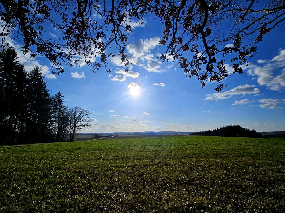 Hundetreffen-Waldspaziergang-Profilbild