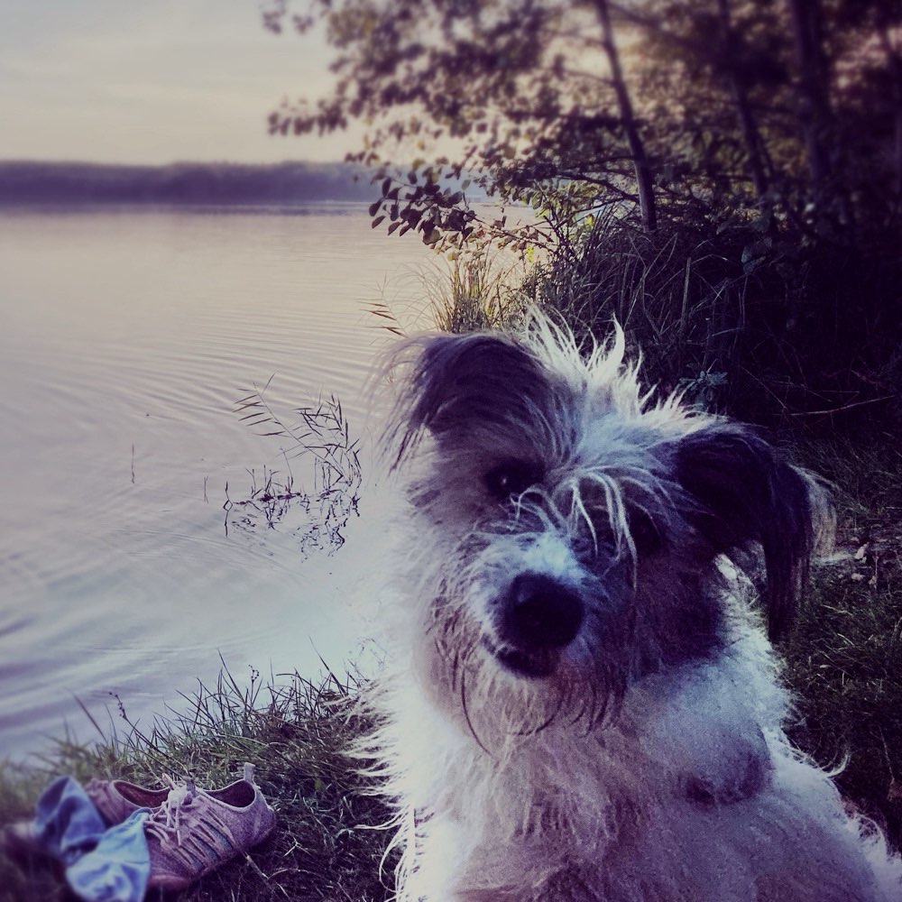 Hundetreffen-Gassi, Training und Beschäftigung in Umgebung Muldestausee oder Söllnitz-Profilbild