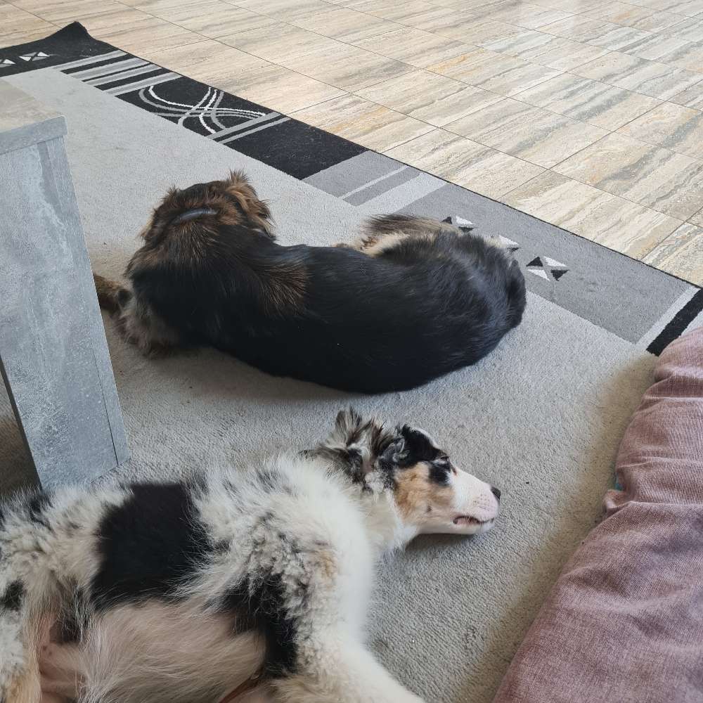 Hundetreffen-Ohana und Yuna freuen sich über neue Freunde-Profilbild
