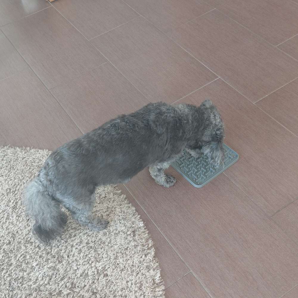 Hundetreffen-Gassi Treffen bei Nonnweiler-Profilbild