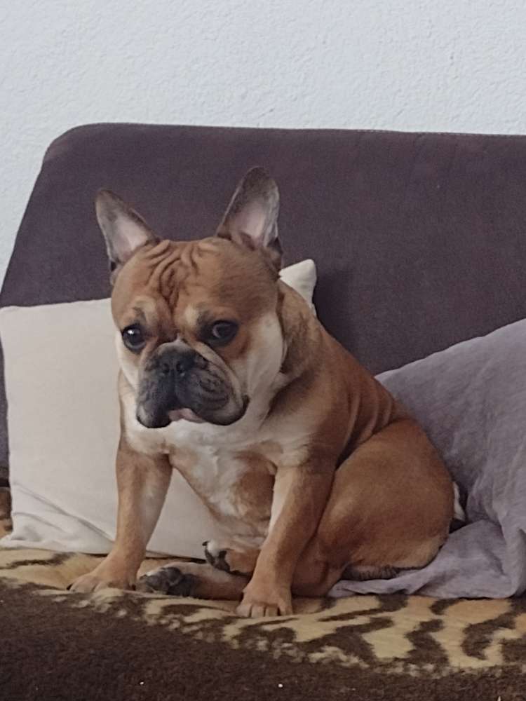 Hundetreffen-Treffen-Profilbild