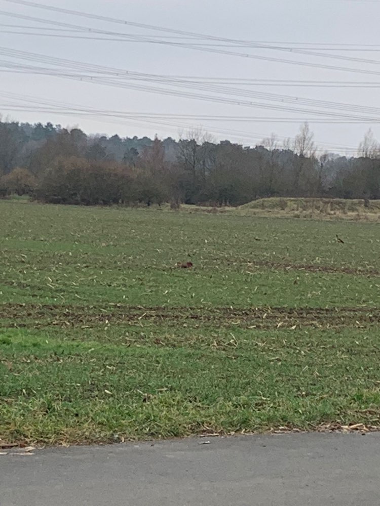 Giftköder-Toter Reh Kadaver auf dem Feld-Profilbild