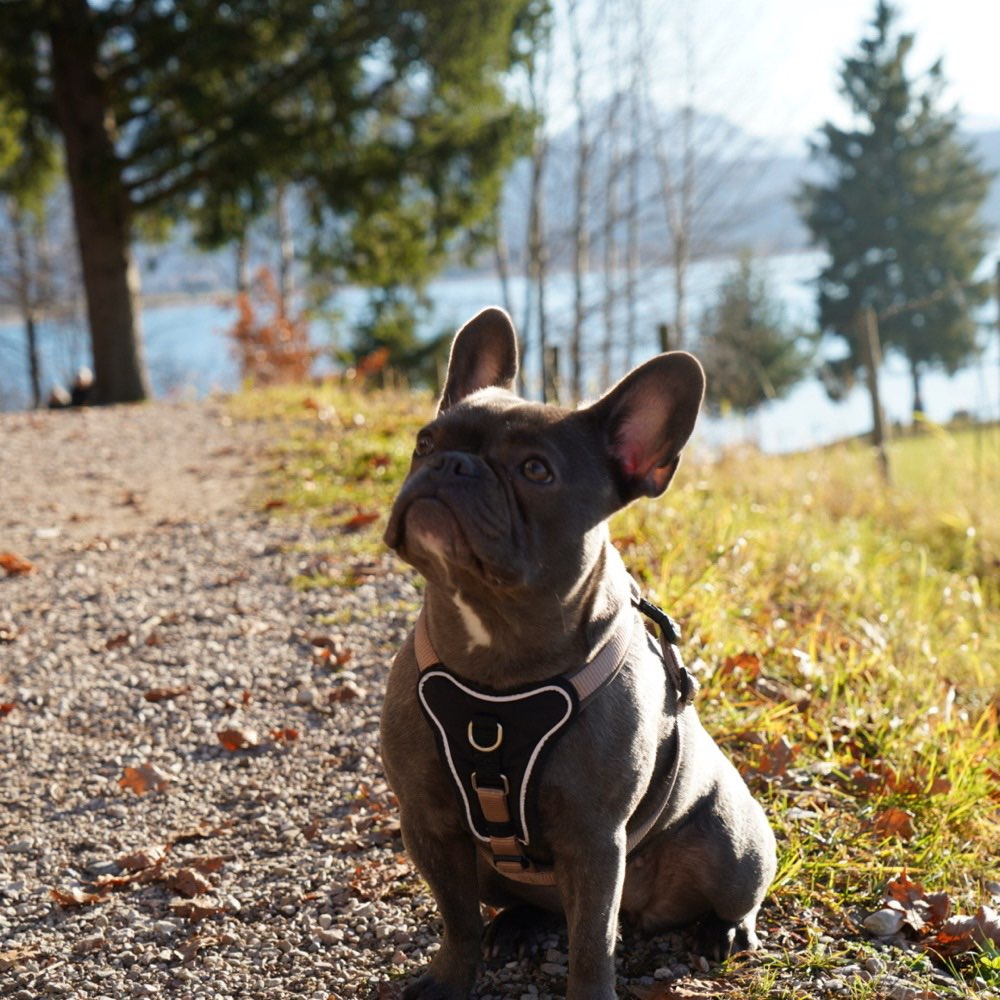 Hundetreffen-Spielgefährte zum austoben-Profilbild