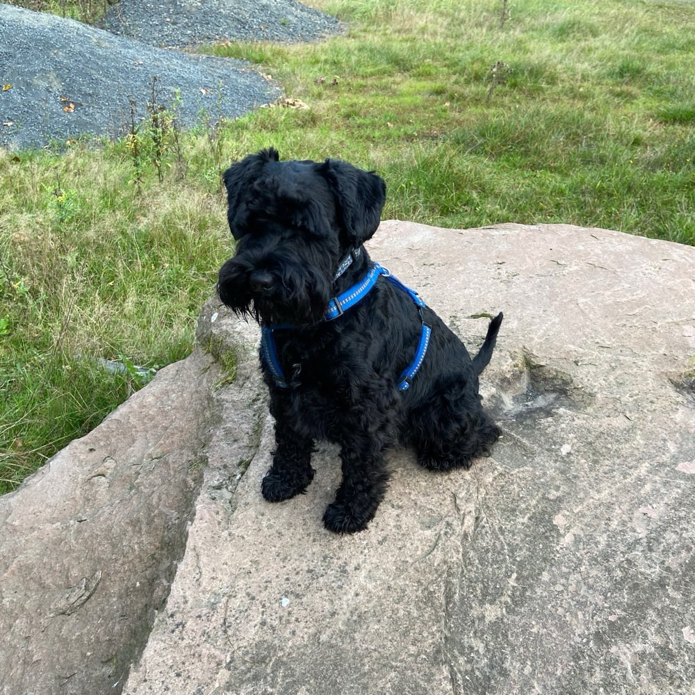 Hundetreffen-Kleinen Hundetreff bis zwölf Kilo-Profilbild