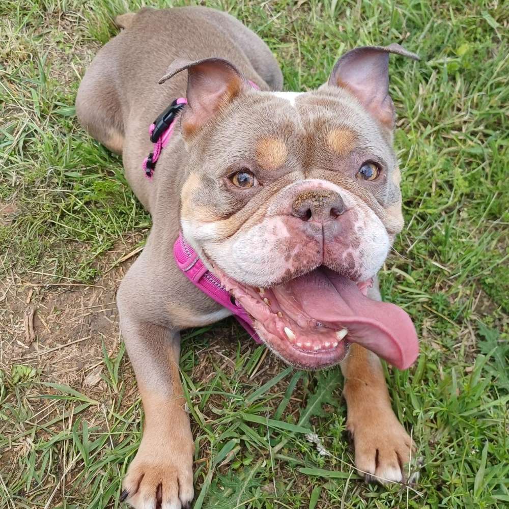 Hundetreffen-Spielfreund gesucht-Profilbild