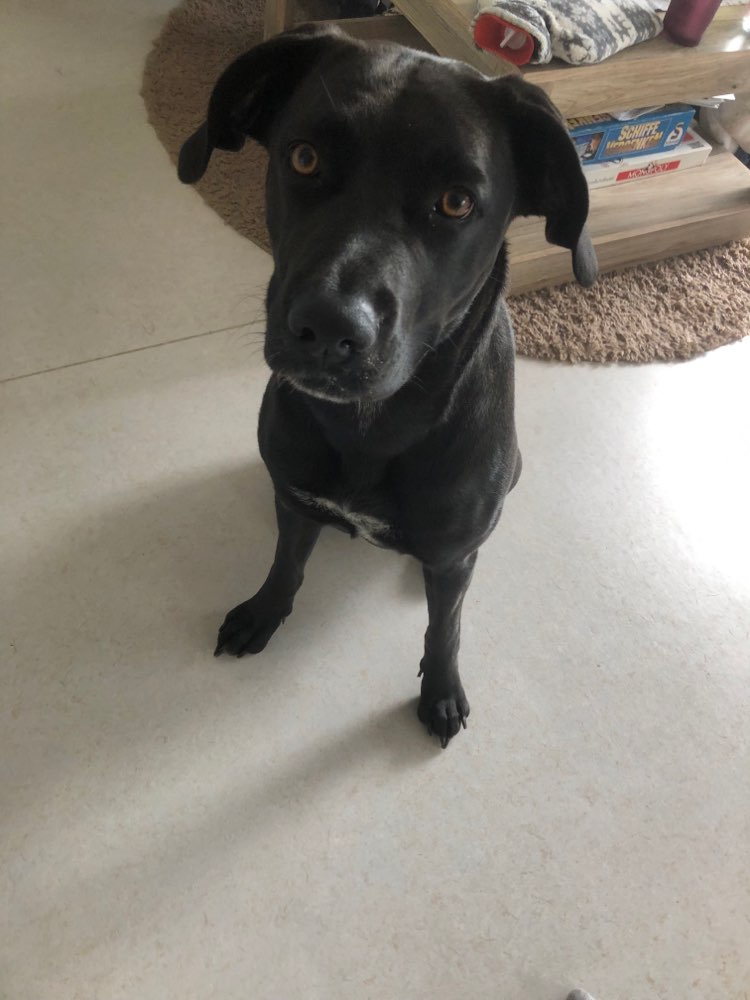 Hundetreffen-Suche Jemand zum Gassi gehen.-Profilbild