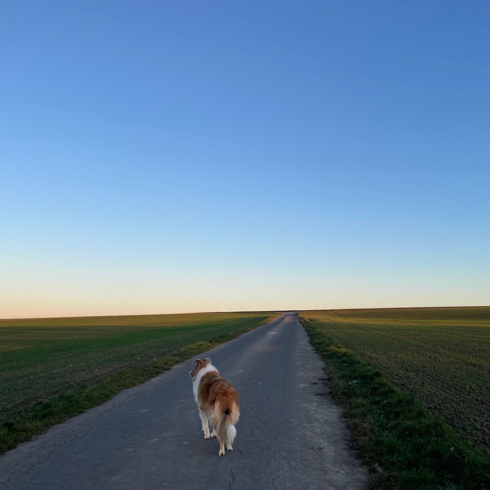 Hundetreffen-Gassirunde im Freilauf-Profilbild