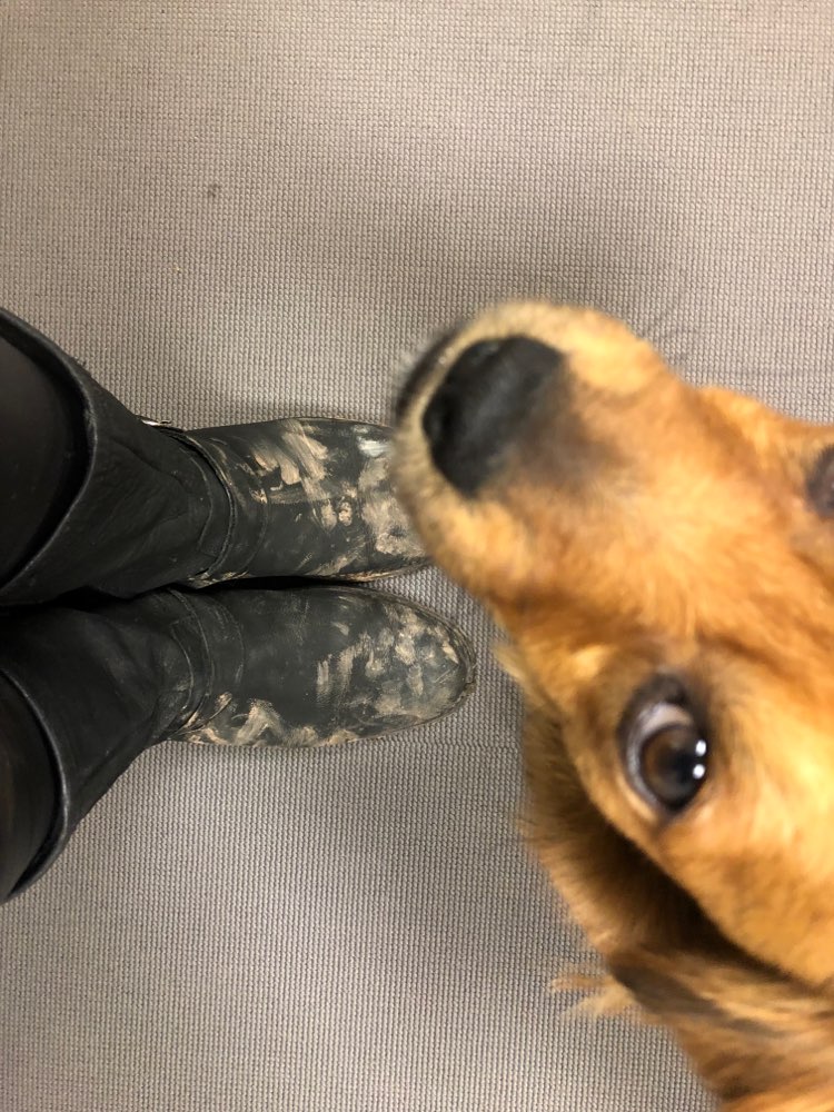 Hundetreffen-Gassi gehen und ausgiebig spielen 😊-Profilbild