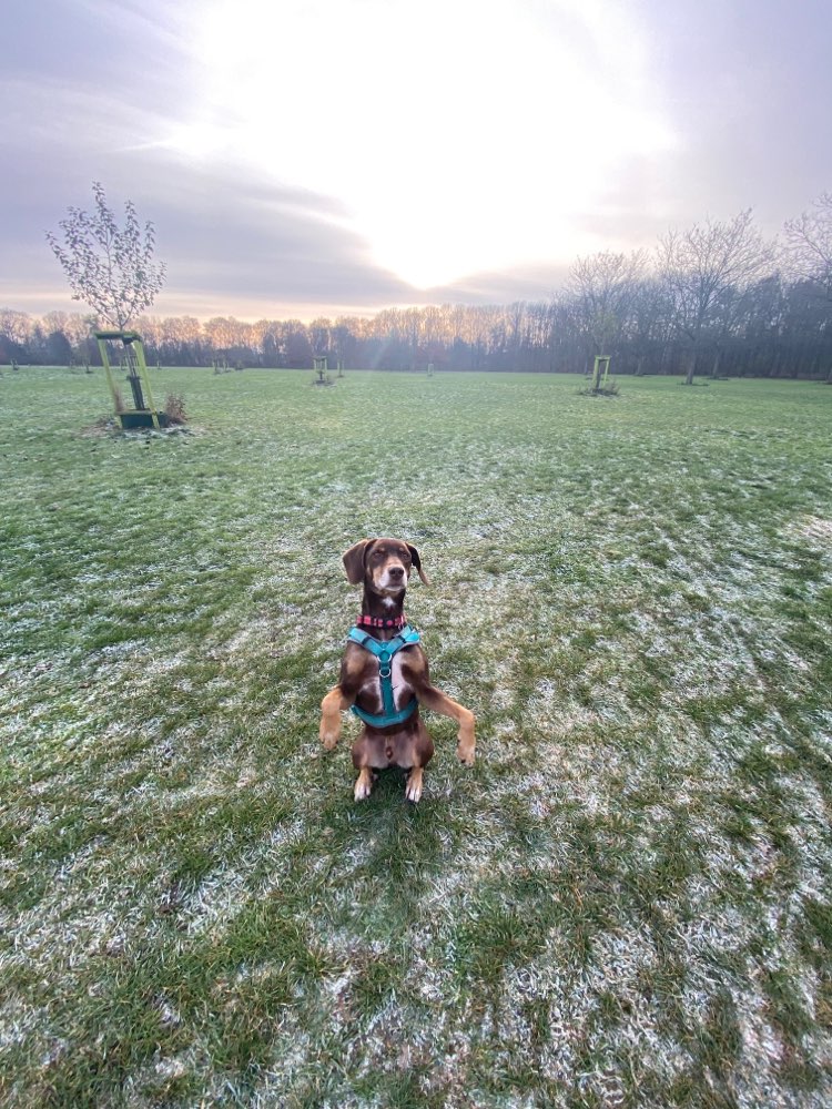 Hundetreffen-Gassi Runde und im Park toben-Profilbild
