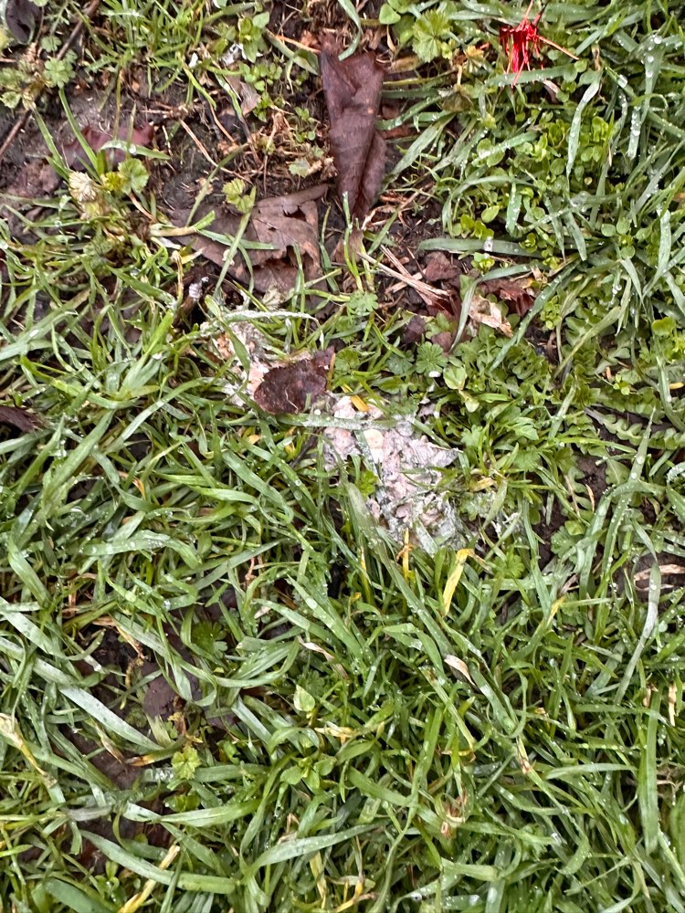 Giftköder-Sieht aus wie eine Tablette-Profilbild