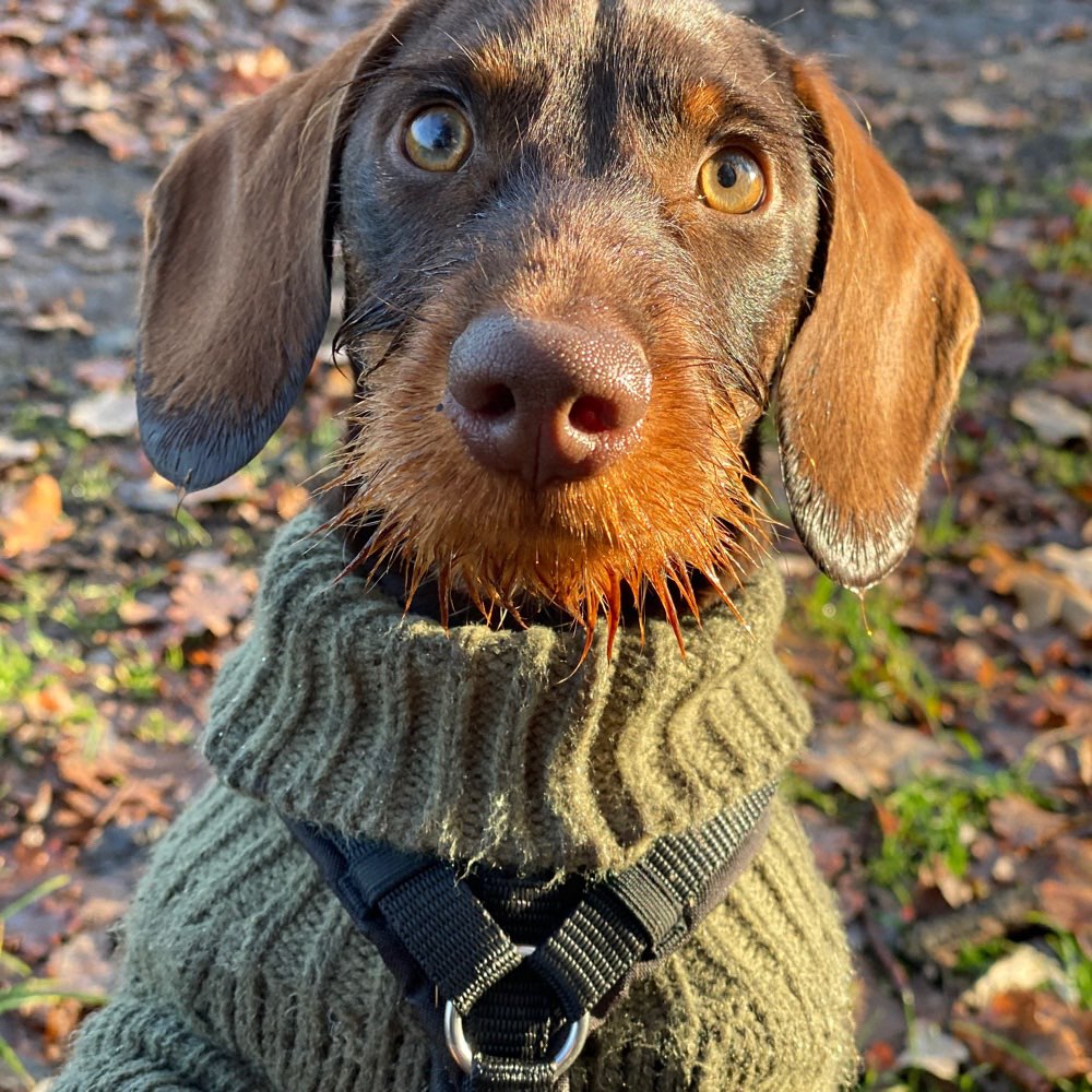 Hundetreffen-Suche Spielbuddies zum austoben!-Profilbild