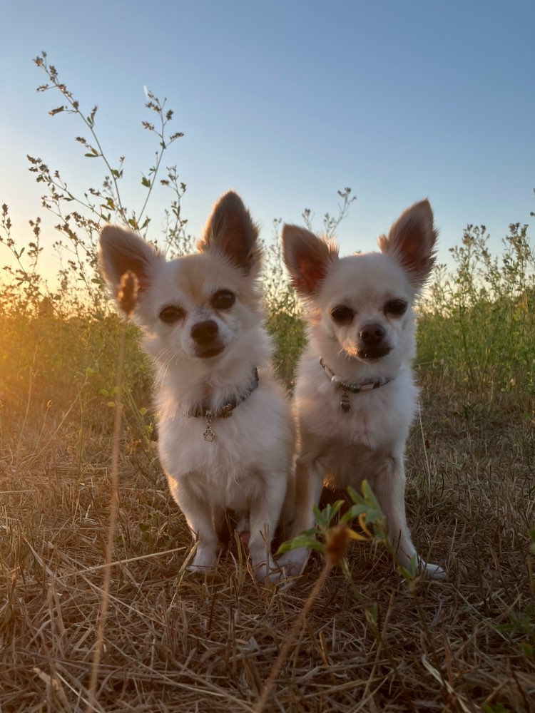 Hundetreffen-Kleine Hunde am Wetterpark-Profilbild