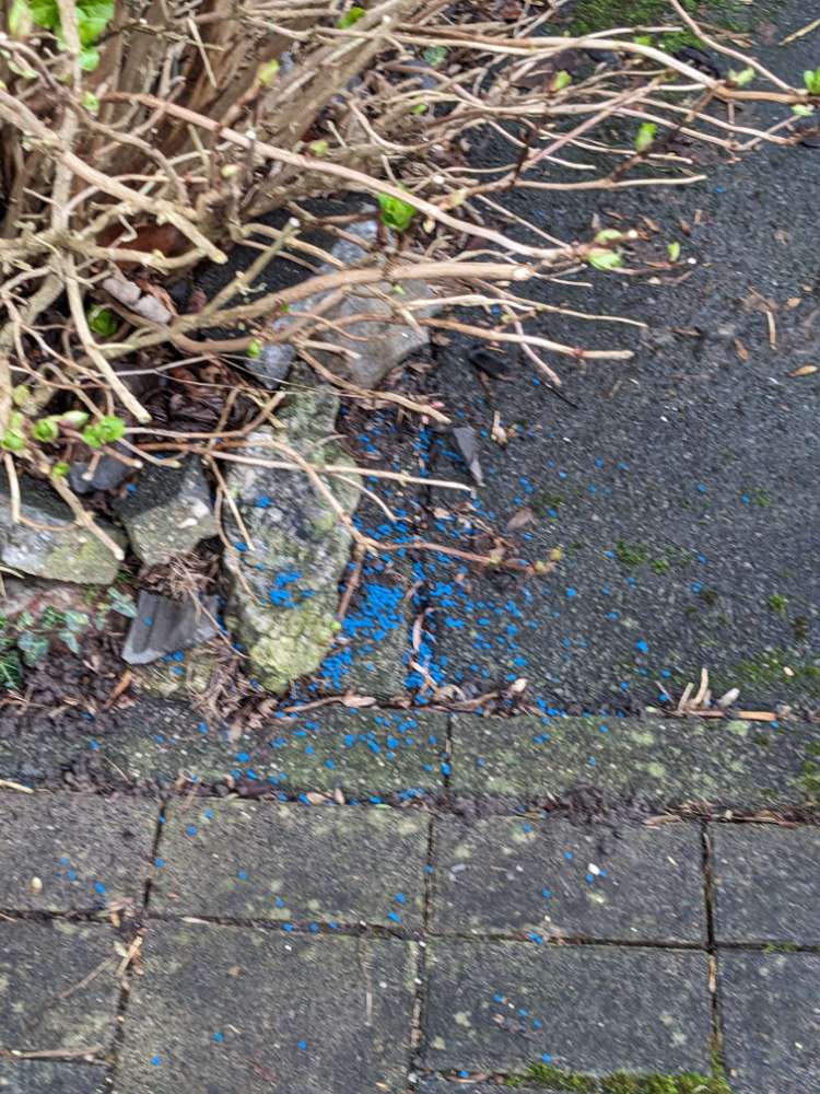 Giftköder-Blaue Körner-Profilbild