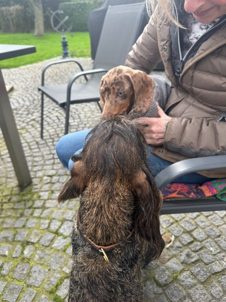Hundetreffen-Mein Zwergdackel sucht einen Gassi Partner-Profilbild