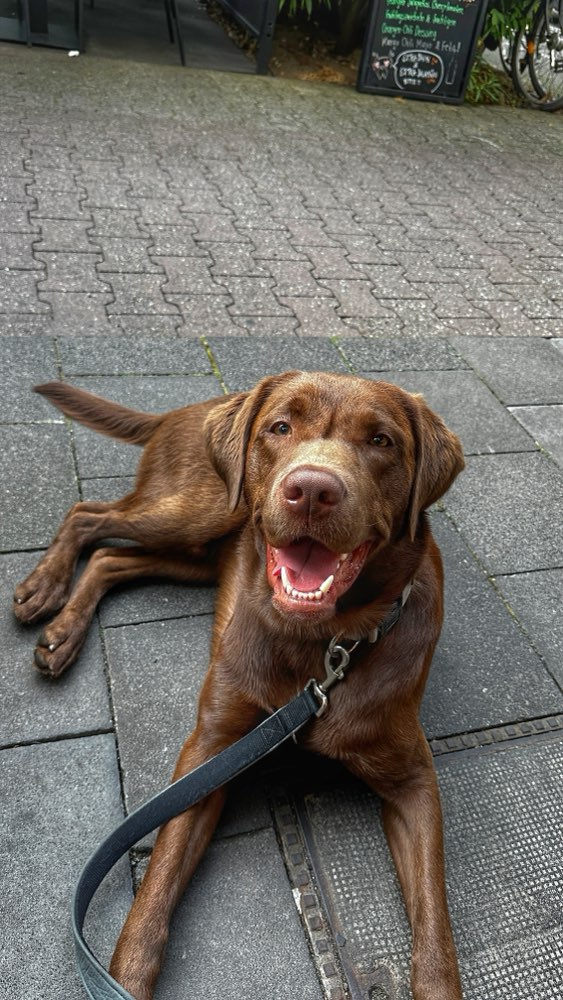 Hundetreffen-Spielpartner für Balu gesucht-Profilbild