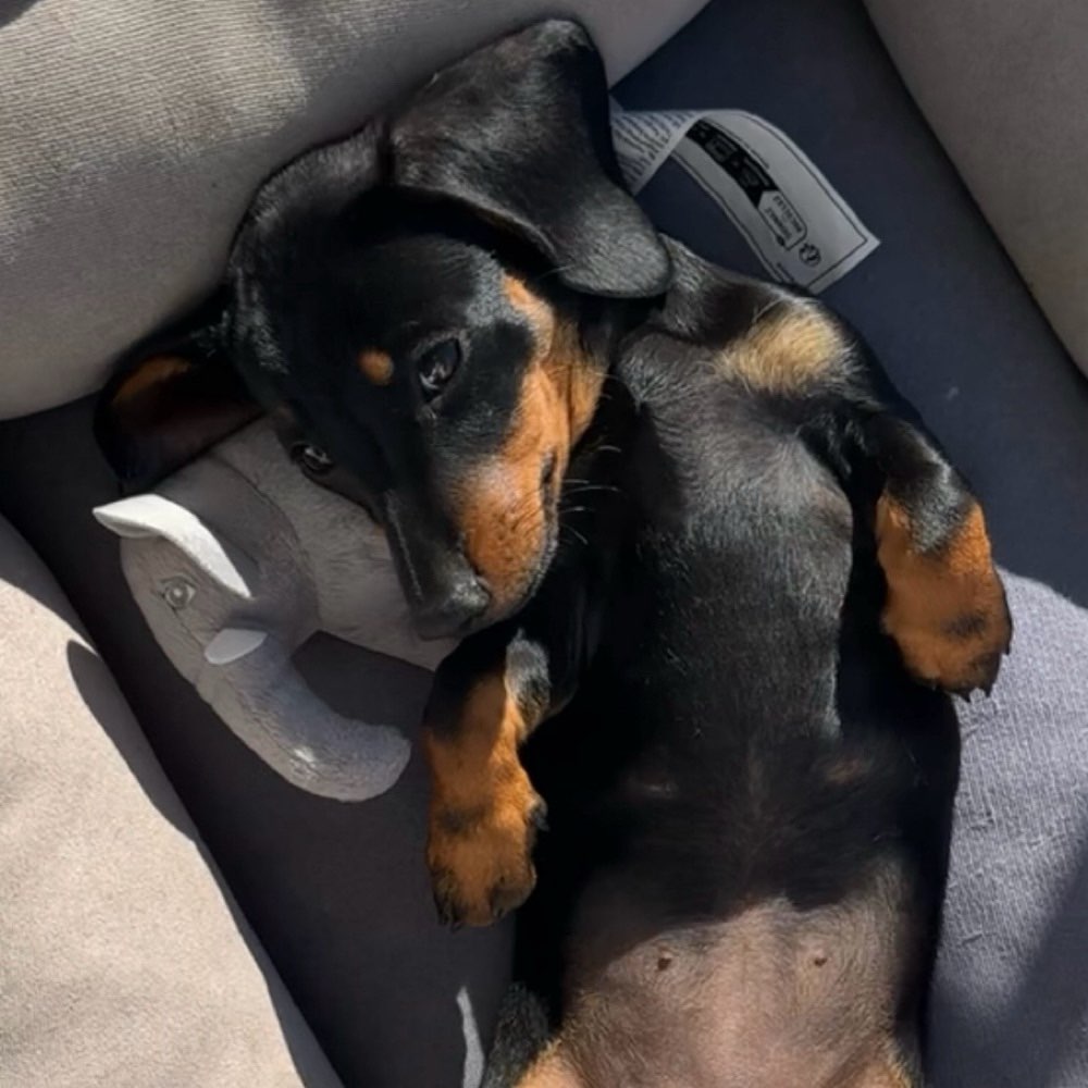 Hundetreffen-Gemeinsamer Spaziergang-Profilbild